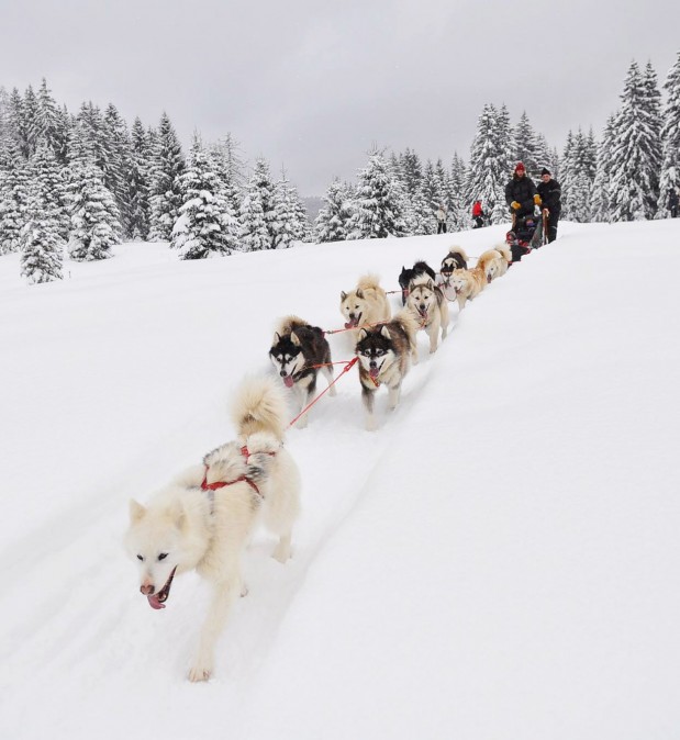 Chiens de traîneau