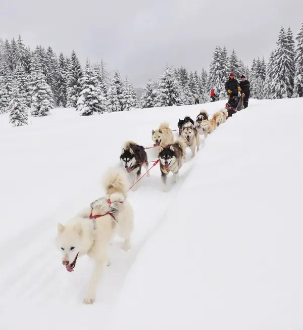 Balade en chiens de traîneau
